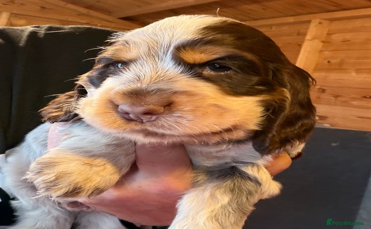 Cocker Spaniel dogs - Advert 3