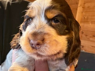 Cocker Spaniel dogs - Advert 8