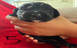 Cocker Spaniel dogs for sale: 7 Beautiful Cocker Spaniel Boys - Image 16