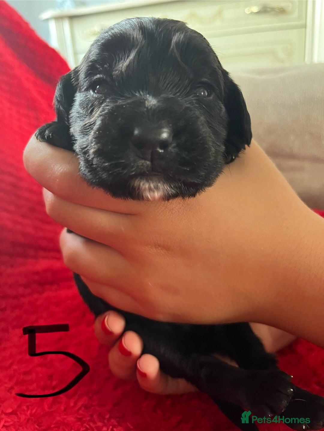 Cocker Spaniel dogs for sale: 7 Beautiful Cocker Spaniel Boys - Image 16