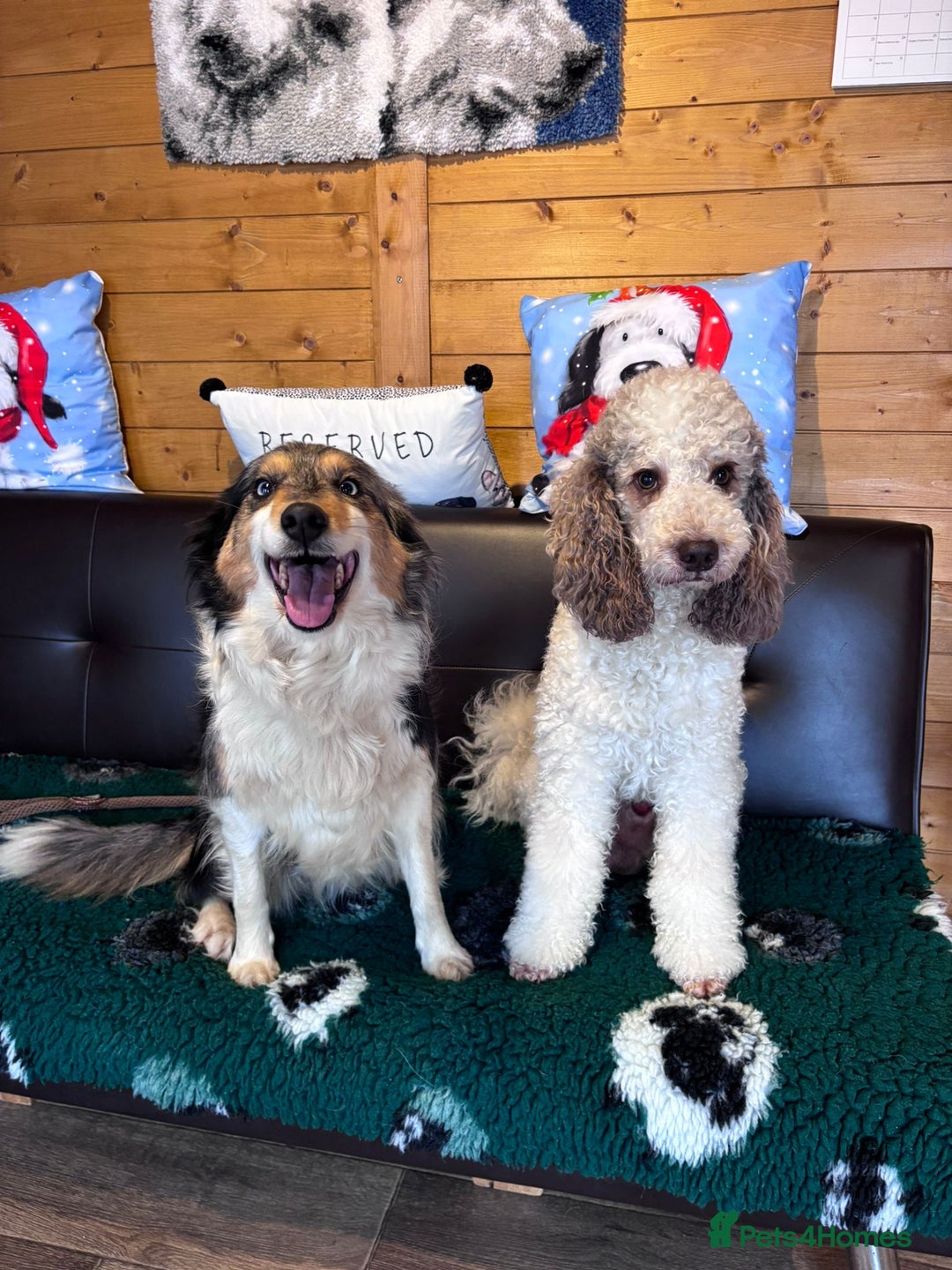 Goldendoodle dogs for stud: FULLY HEALTH TESTED! MOYEN POODLE STUD! in Kettering - Image 25