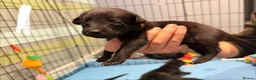 Borador dogs for sale: Borador puppies for sale - Advert 12