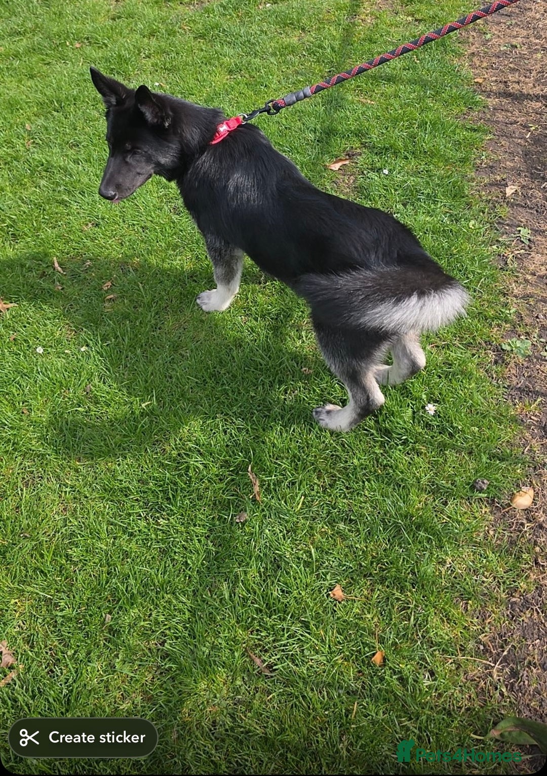 Shepsky dogs for sale: Male Shepsky For Sale - Image 5