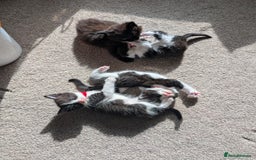 Maine Coon cats for sale: Kittens for sale - Image 22
