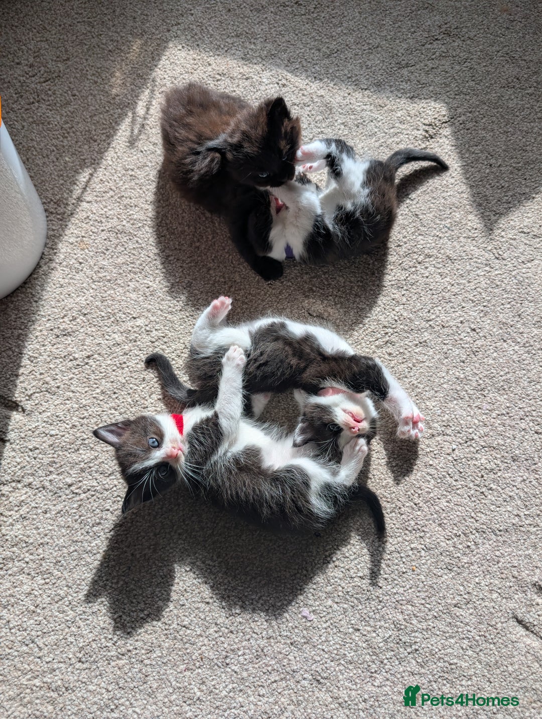 Maine Coon cats for sale: Kittens for sale - Image 22