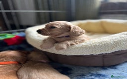 Dachshund dogs for stud: 🤍PROVEN MINIATURE KC CREAM LONG HAIRED DACHSHUND  in Llansantffraid - Image 11