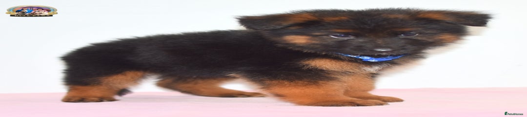German Shepherd Puppy 1