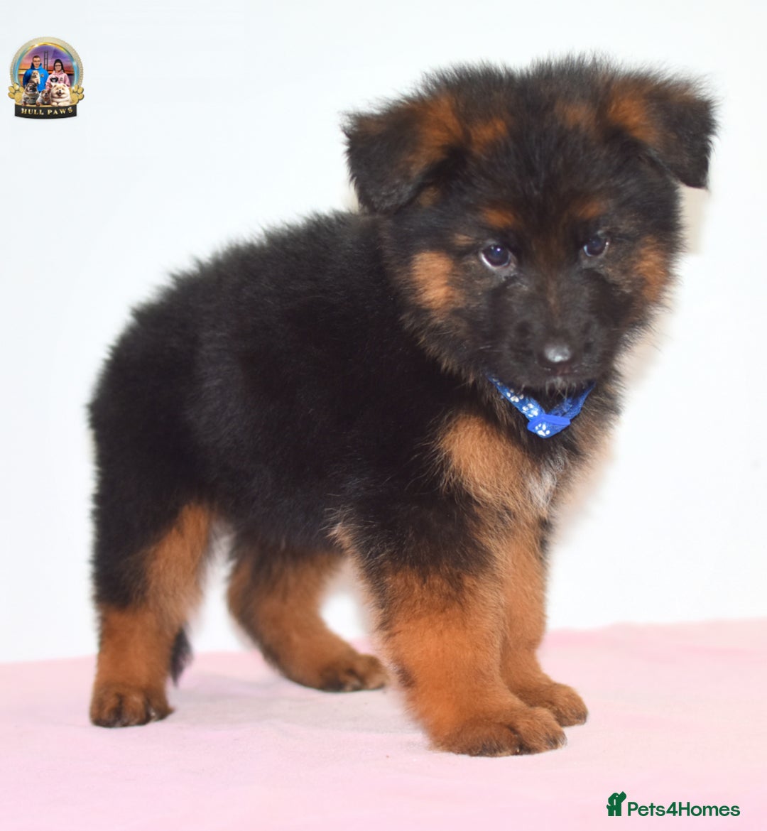 German Shepherd dogs for sale: German shepherd puppies  - Image 4