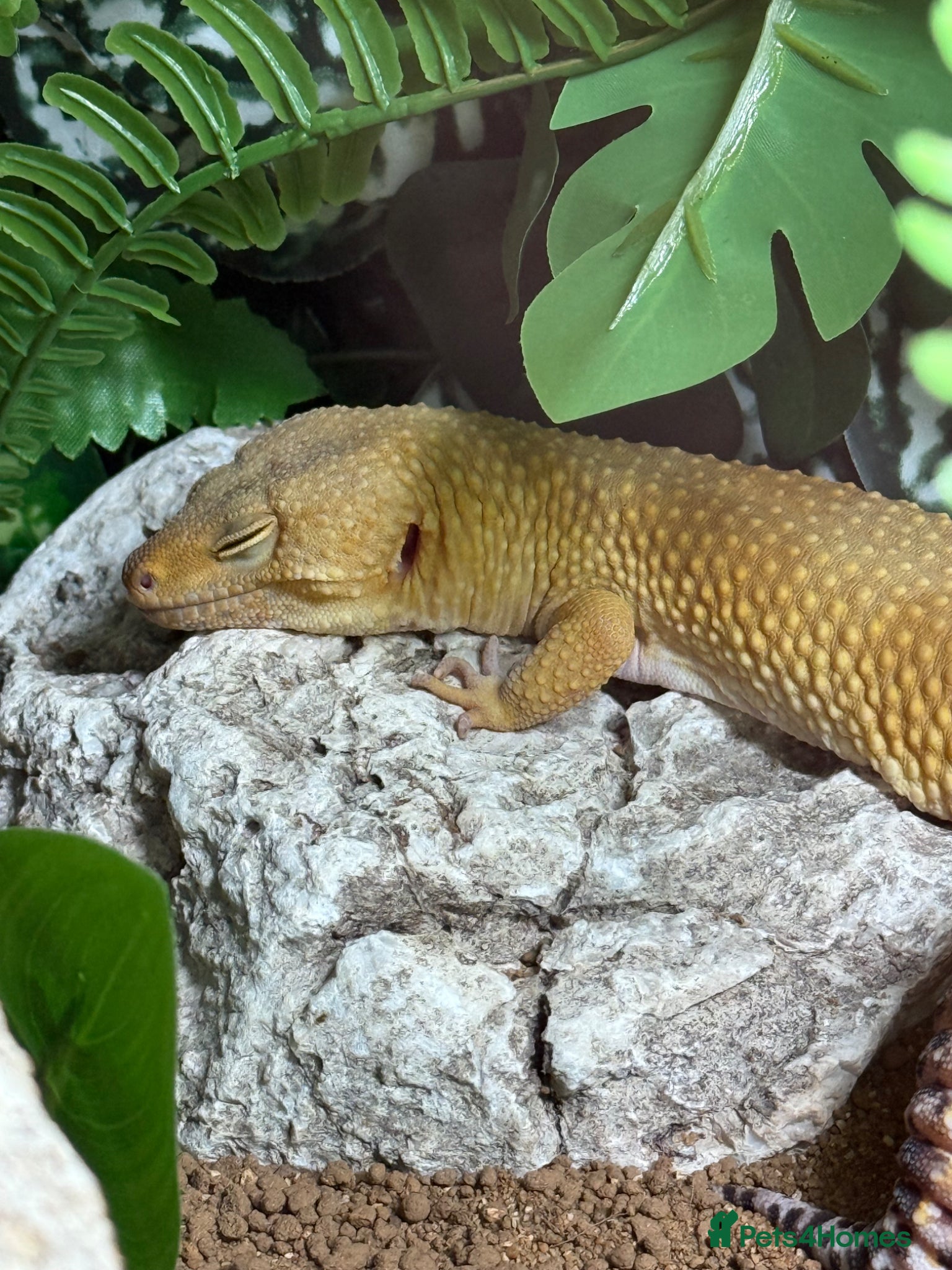 Leopard Gecko reptiles Draco with full brand new set up - Advert 1