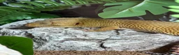 Leopard Gecko reptiles for sale: Draco with full brand new set up - Advert 1