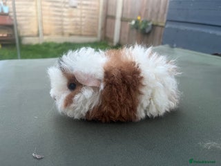 Guinea Pig rodents GIRLS AND BOYS AVAILABLE ❤️ - Advert 11