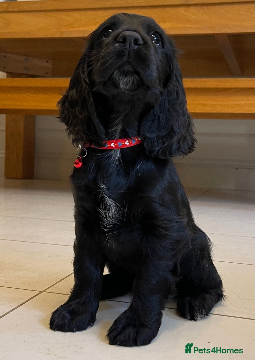 Sprocker dogs for sale: Beautiful Sprocker puppies HEALTH TESTED PARENTS - Image 4
