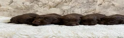Cockerdor dogs for sale: Chunky Cockador puppies 🐶  - Advert 15