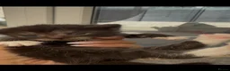 Norwegian Forest Cat cats for sale: 10 stunning family raised kittens - Advert 20