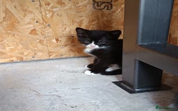 Mixed Breed cats for sale: The cat is ready for a new owner. - Image 8