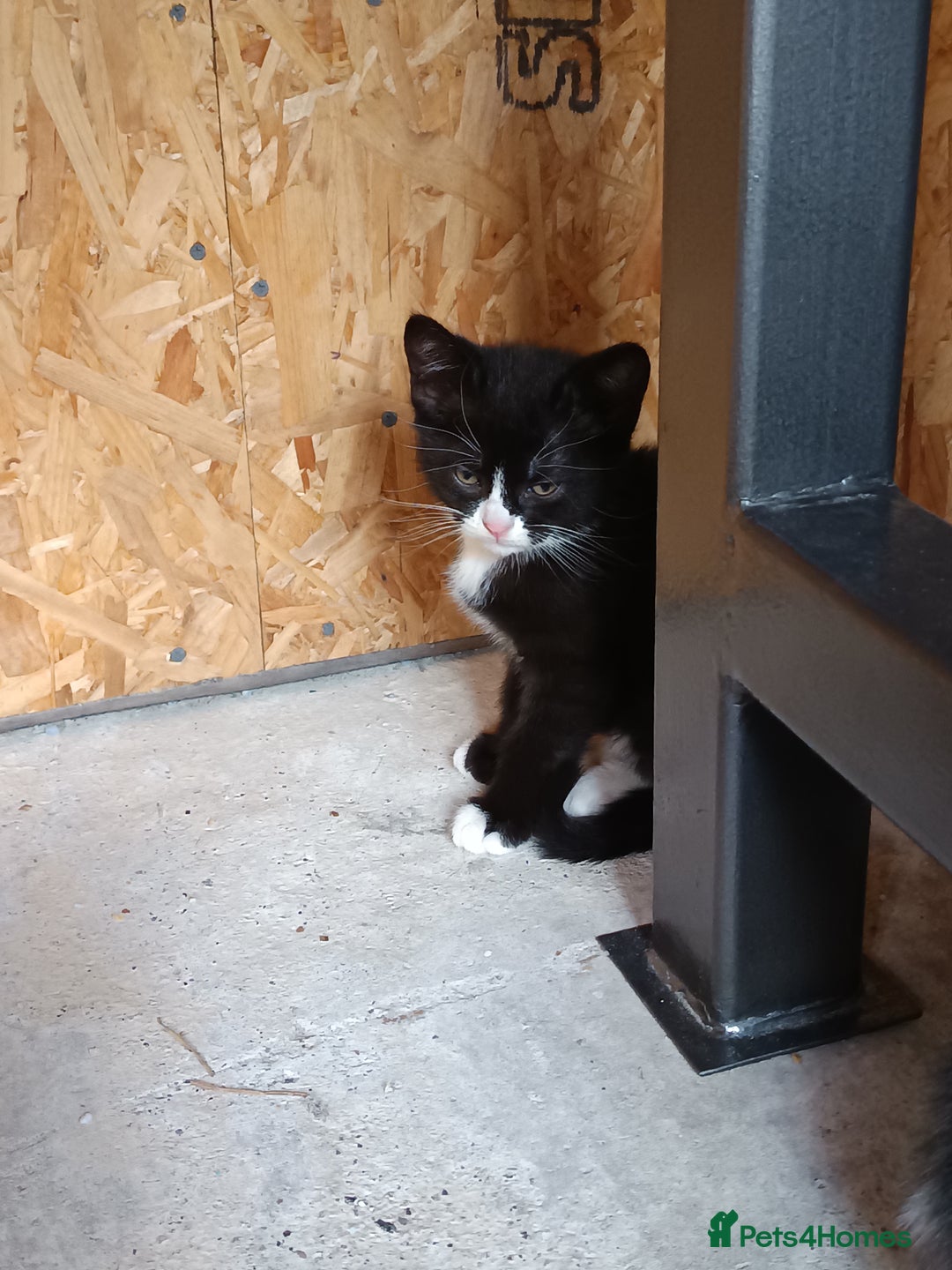 Mixed Breed cats for sale: The cat is ready for a new owner. - Image 8