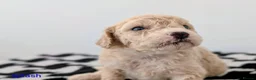 Cavapoochon dogs for sale: PRA Clear genetically DNA Tested Cavapoochons in Towcester - Advert 27