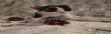 British Shorthair 2