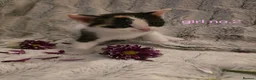 British Shorthair cats for sale: 🩷 Super cute kittens 🩷 - Advert 22
