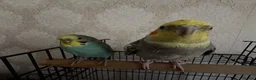 Cockatiels birds for sale: Budgie and cockateil, semi tamed cage included in Walsall - Advert 3