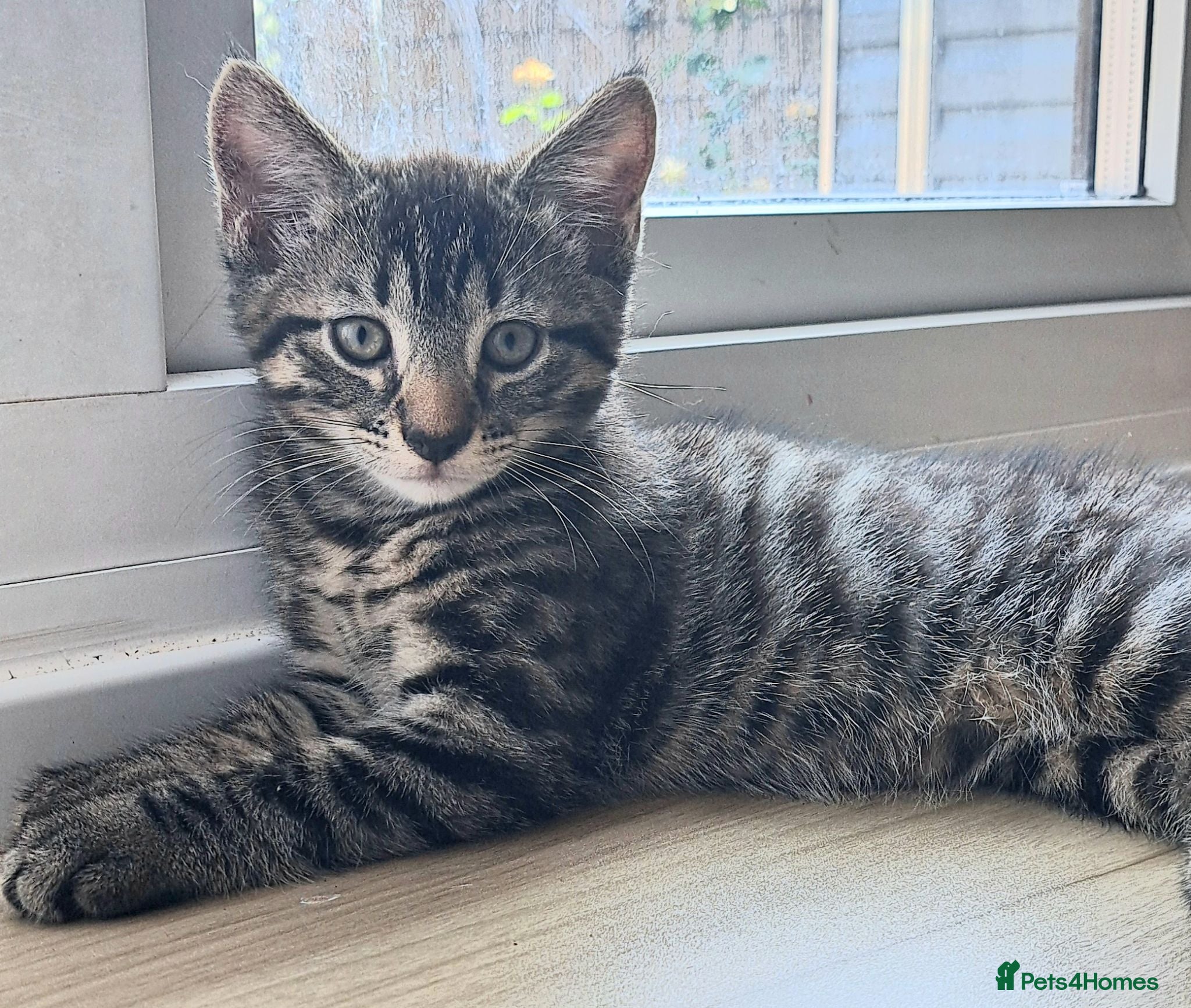 Russian Blue cats 🐾 Stunning 9 weeks Russian Blue X Tabby Kittens - Advert 2