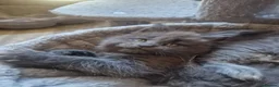 Maine Coon cats for sale: Maine coon kittens  - Advert 10