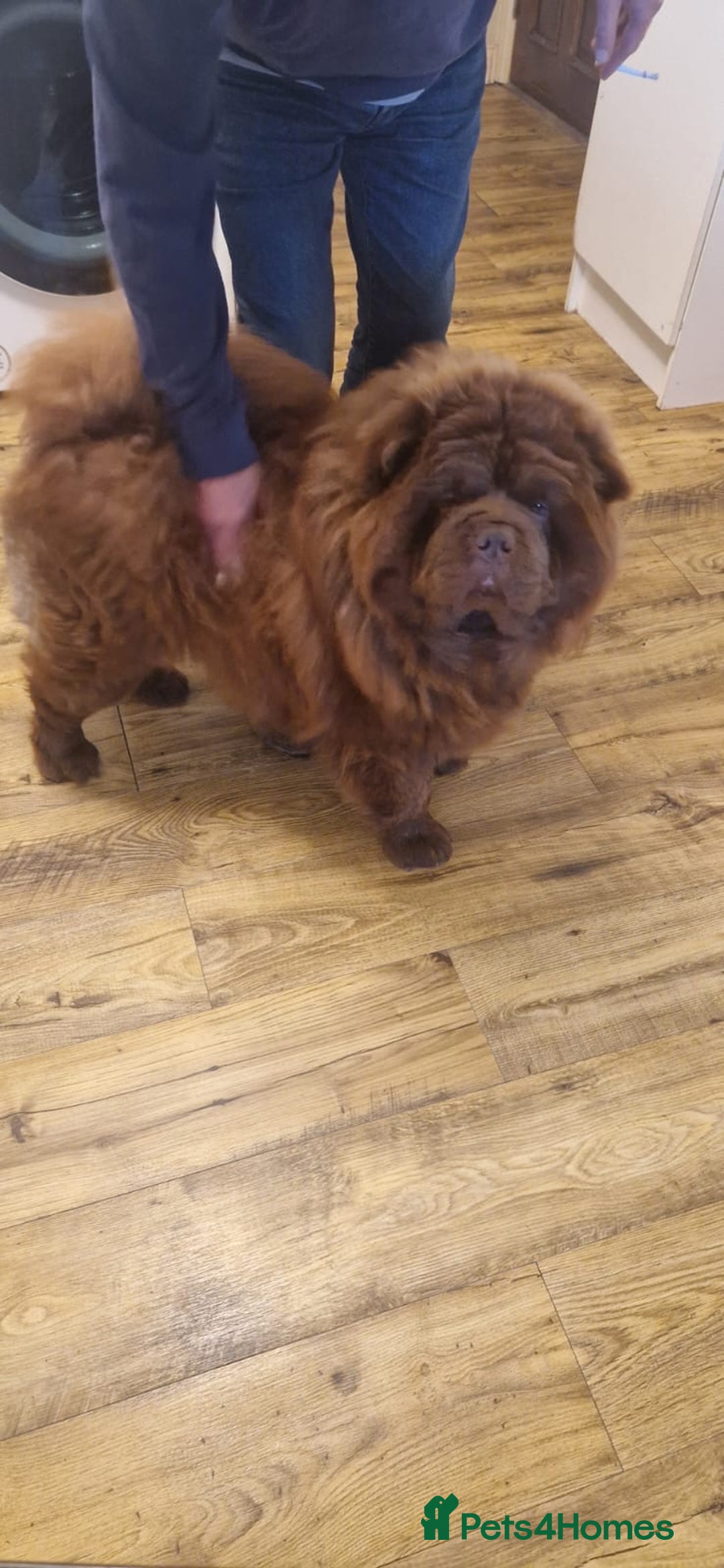 Chow Chow dogs for sale: KC Top quality of chow chow looking for new  🏠  - Advert 18