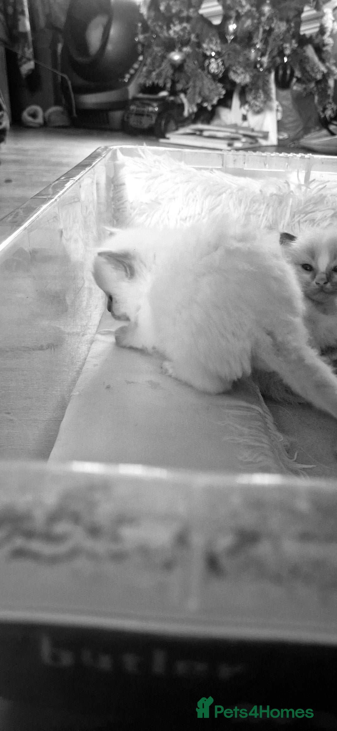 Ragdoll cats for sale: Pure Bred Ragdolls - Advert 3