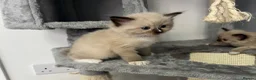 Ragdoll cats for sale: Beautiful Ragdoll Kittens in Milton Keynes - Advert 20