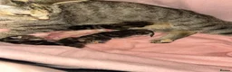 Bengal cats for sale: Bengal cross kittens - Advert 8