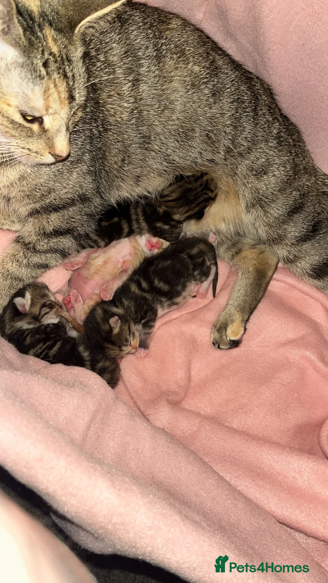 Bengal cats for sale: Bengal cross kittens - Advert 8