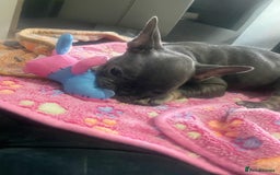 French Bulldog dogs for sale: French bulldog - Image 19