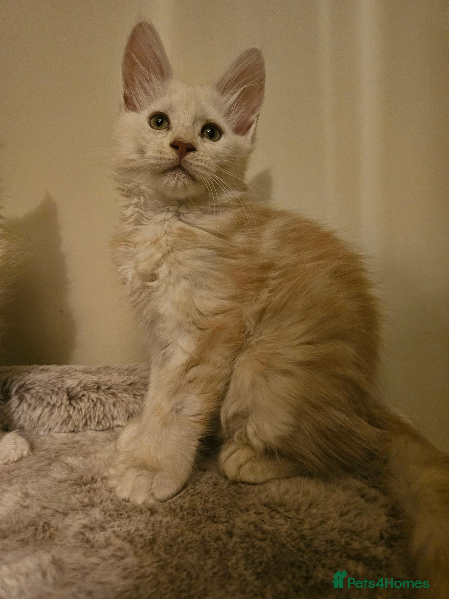 Maine Coon cats Poly and non poly red smoke Maine Coon kittens - Advert 2