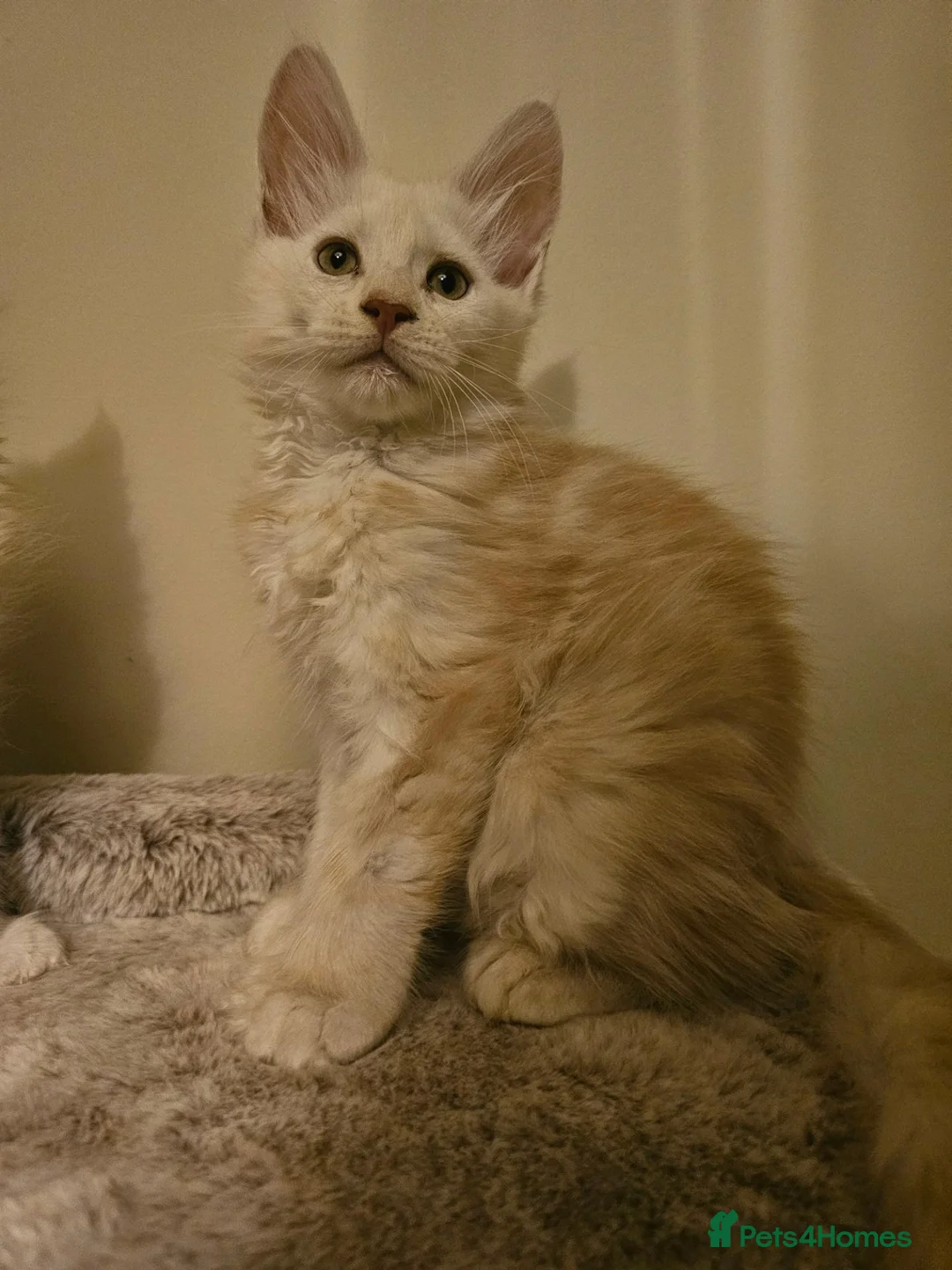 Maine Coon cats for sale: Poly and non poly red smoke Maine Coon kittens - Advert 2