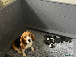 Beagle dogs for sale: Stunning KC beagles - Advert 2