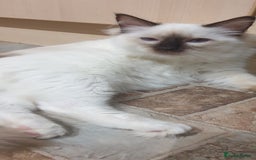 Ragdoll cats for sale:  GCCF KITTENS CHOC & LILAC MITTED AND BI-COLOUR in Darwen - Image 2
