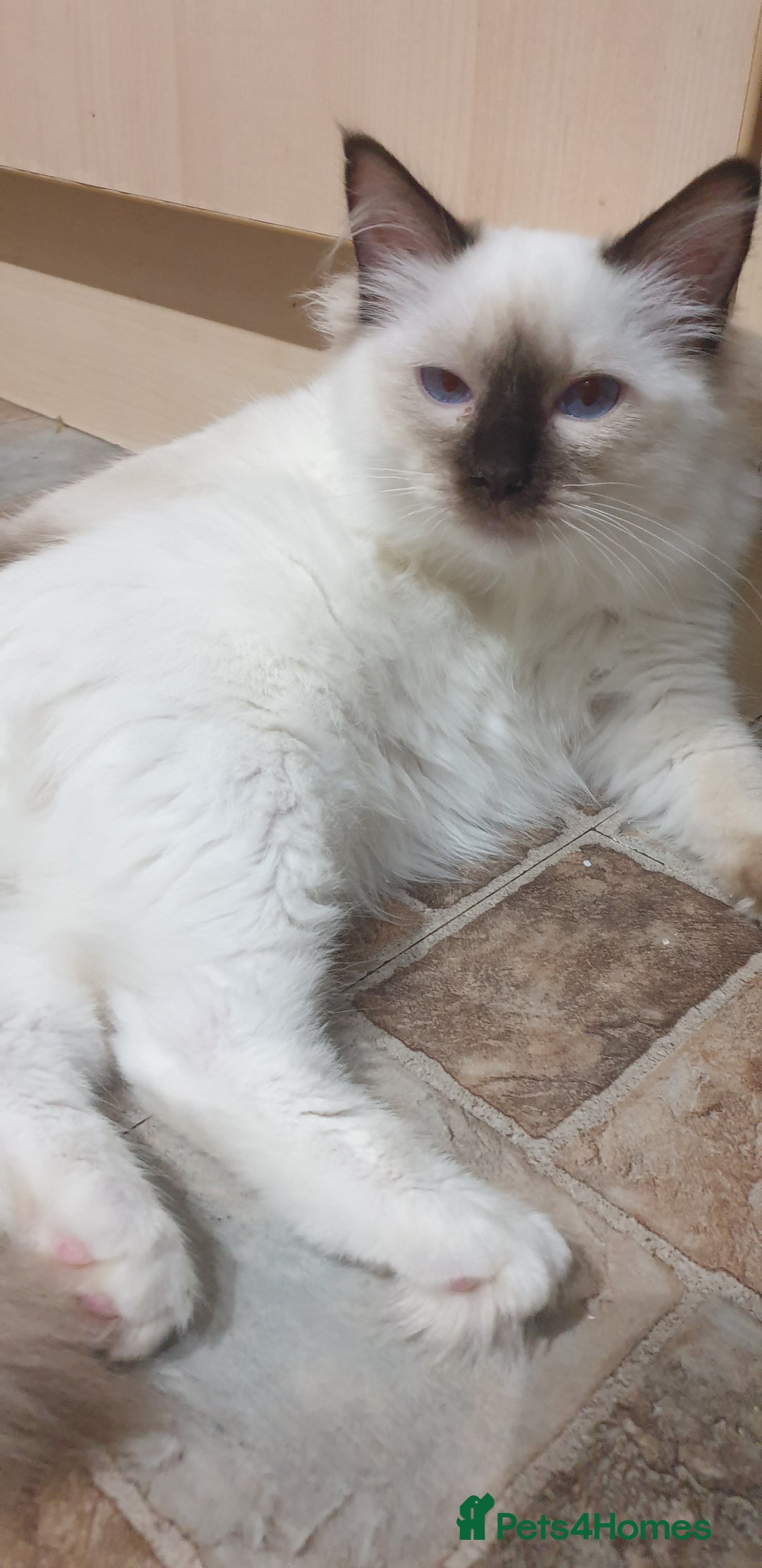 Ragdoll cats for sale:  GCCF KITTENS CHOC & LILAC MITTED AND BI-COLOUR in Darwen - Image 2