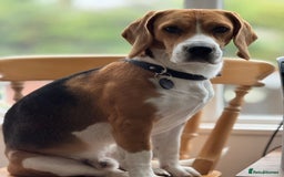 Beagle dogs for stud: Available for stud - beagle, registered in London - Image 2