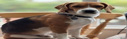 Beagle dogs for stud: Available for stud - beagle, registered in London - Advert 2