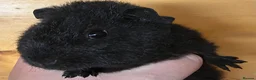 Guinea Pig rodents for sale: Pure bred Teddy boys/boars - Advert 5