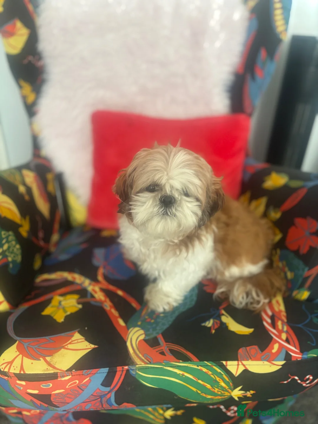 Shih Tzu dogs for sale: Loving home needed for Czuczu in Poole - Advert 2