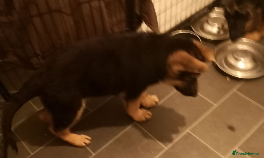 German Shepherd dogs for sale: One large straight back male puppy 11 weeks - Advert 4