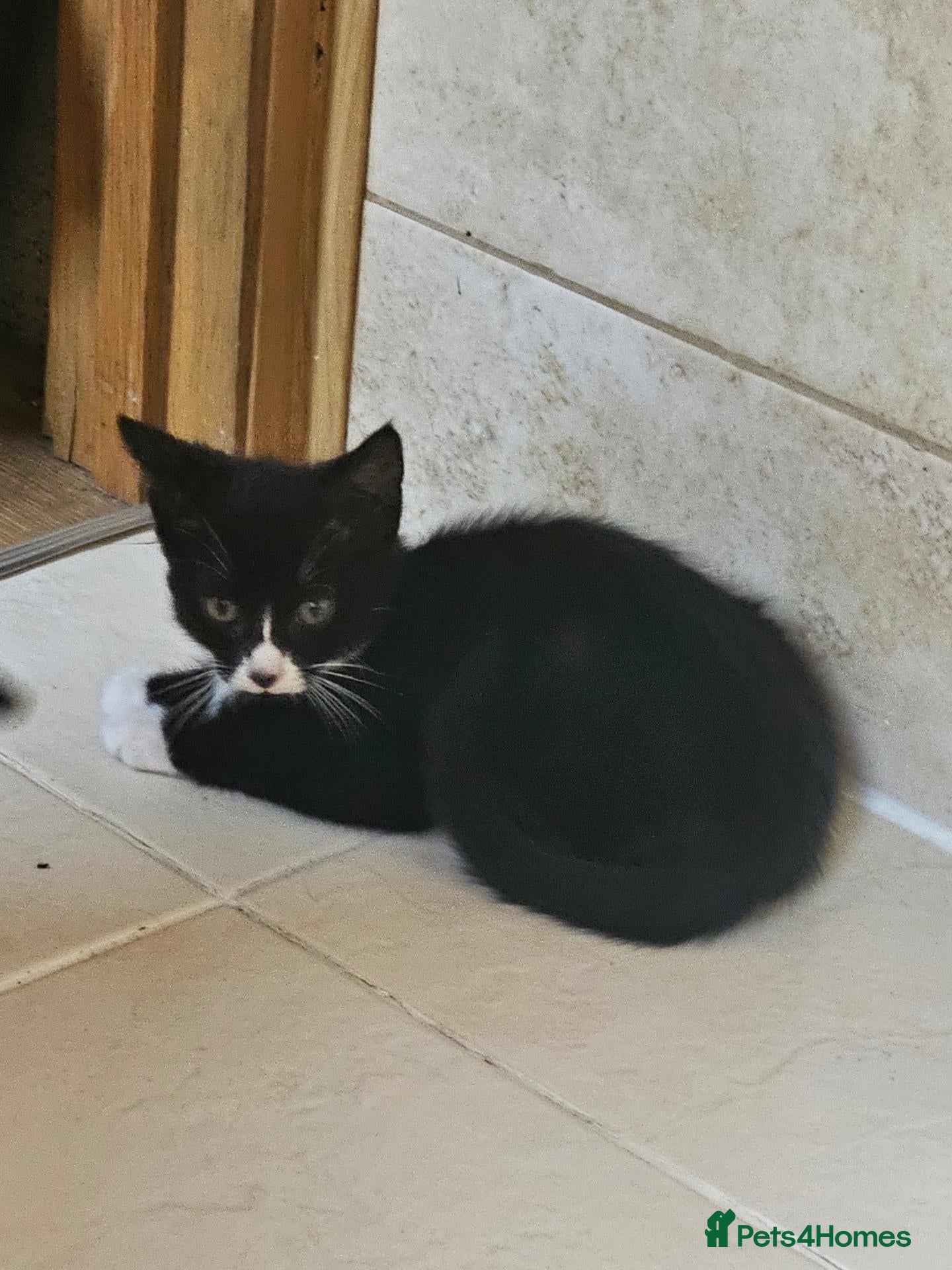 Mixed Breed cats Only 1 girl left 🐾 - Advert 1