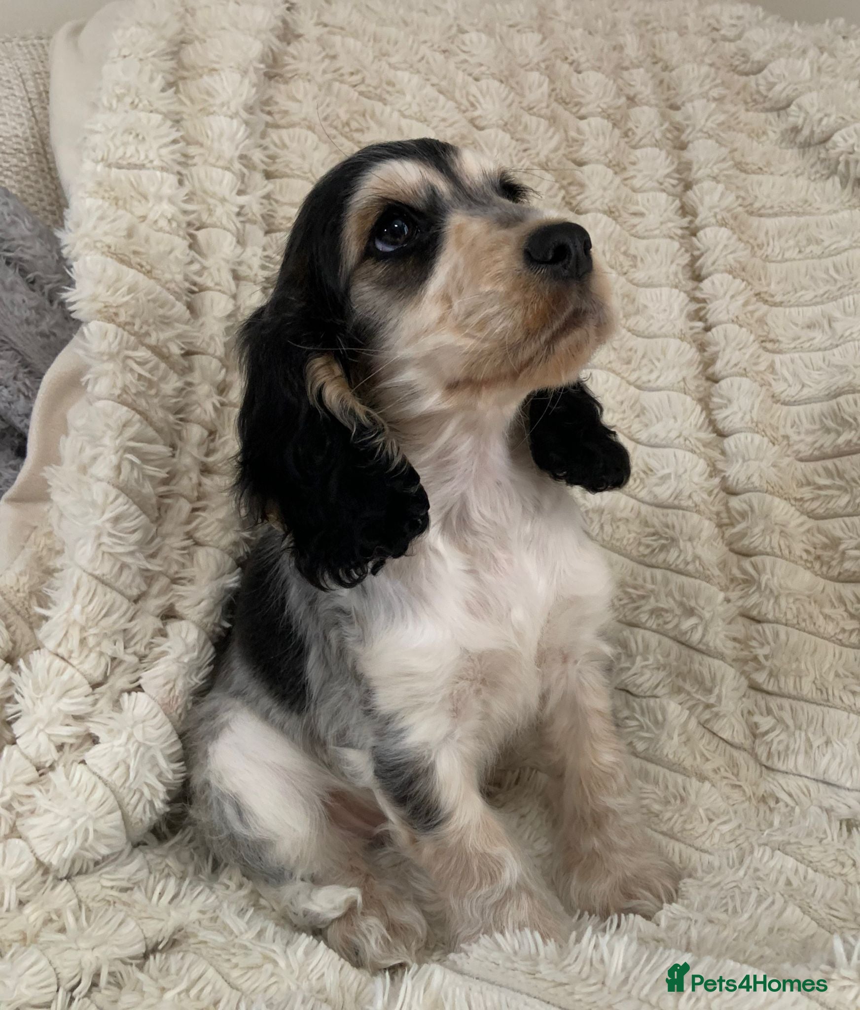Cocker Spaniel dogs Blue Roan Show Cocker Spaniel - Advert 1