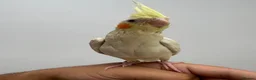 Cockatiels birds for sale: 9 Week Hand tamed female baby cockatiel dna tested in London - Advert 4