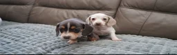 Miniature Dachshund dogs for sale: KC PIEBALD MINIATURE DACHSHUNDS in Birkenhead - Advert 4