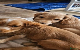 Cocker Spaniel dogs for sale: LAST 1l2: Show Cocker Spaniel Males 💛💚 - Image 15