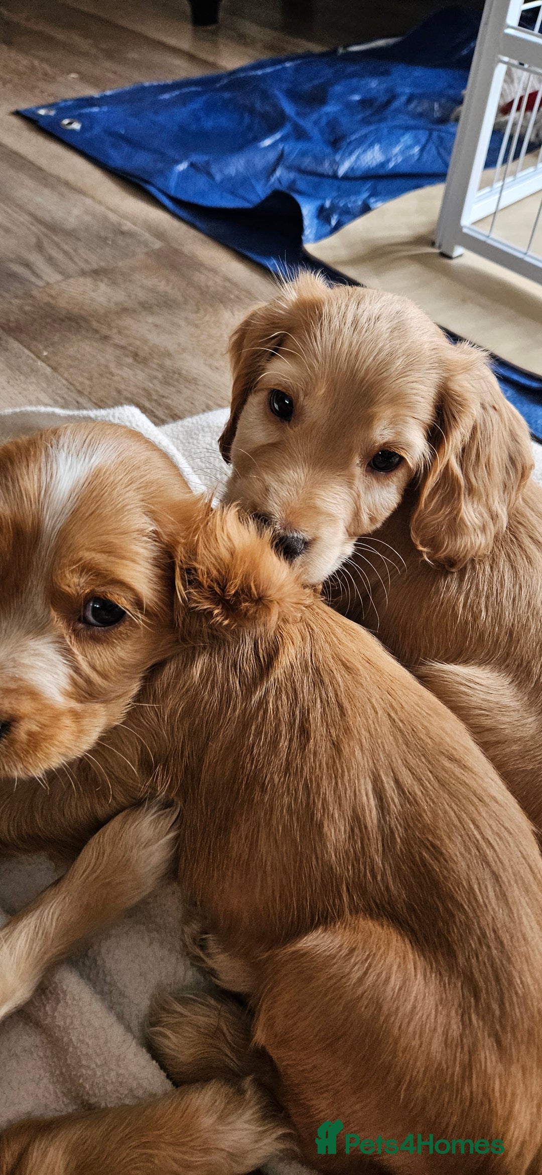 Cocker Spaniel dogs for sale: LAST 1l2: Show Cocker Spaniel Males 💛💚 - Image 15