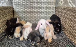 Mini Lop rabbits for sale: Mini Lop Baby Bunnies  - Image 13