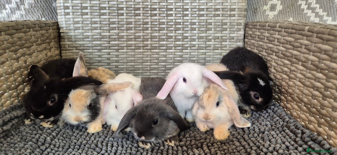 Mini Lop rabbits for sale: Mini Lop Baby Bunnies  - Image 13